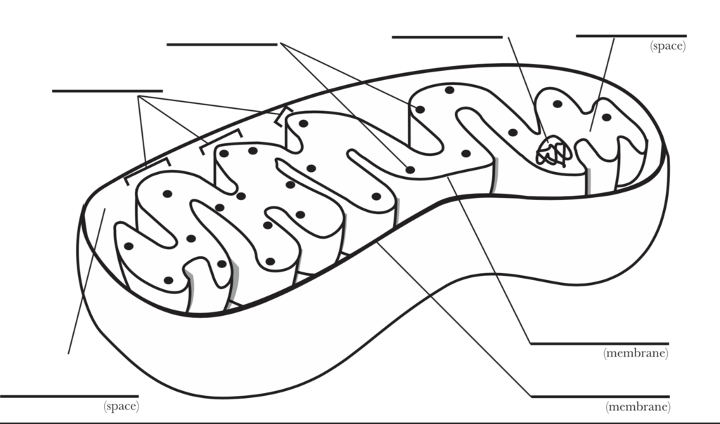 A young child carefully tracing the letter B on a worksheet