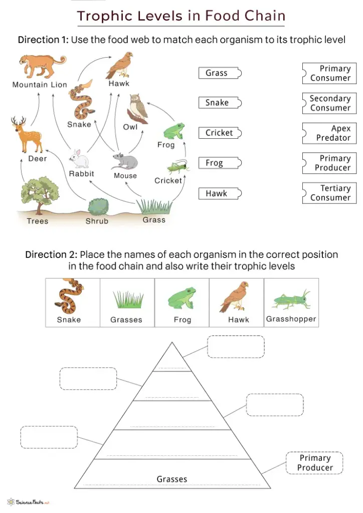 Close up of a child using colorful markers to label a food web